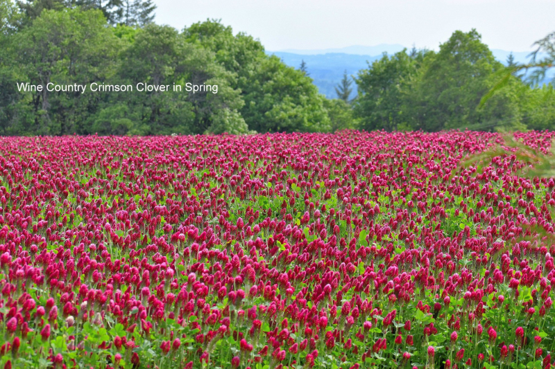 C-Clover-0007-L-3.25m