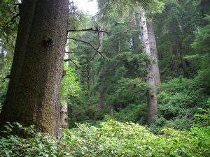 Northern Oregon Tours - Old Growth Forest
