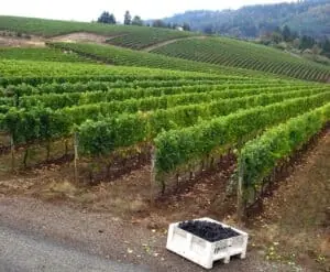 Image of the vineyard