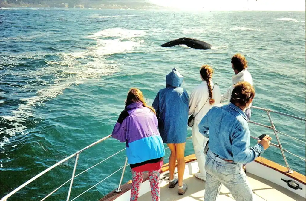Whale Watching and Coastal Sightseeing with whale and boat